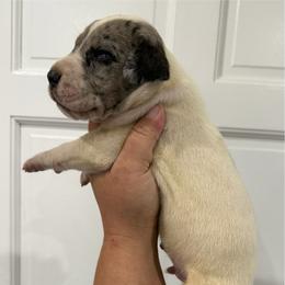 Bryson Gray - Mantle merle male Great Dane puppy in Florida from Beachside Kennels
