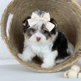 Zoe - Chocolate, tan and white female Yorkshire Terrier puppy in Hardin, Texas from Katrinas puppies