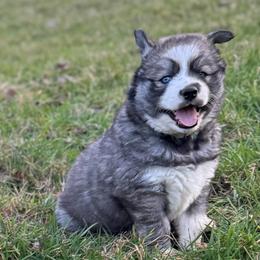 Cookie - Agouti and white female Siberian Husky puppy in Sherwood, Oregon from Whiskey River Siberians
