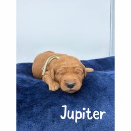 Jupiter - Red  female Goldendoodle puppy in Smithfield, Kentucky from KBK9 Kennels