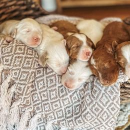 Goldendoodle puppies from Halo Doodles