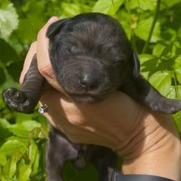 Girl 2 - Merle female Goldendoodle puppy in Cocoa, Florida from The Coastal Homestead