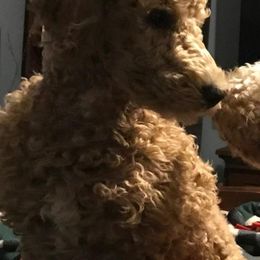 Aussiedoodles, Goldendoodles, and Poodles from Wonder Poodles and Doodles