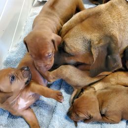 Rhodesian Ridgeback Puppies from Willowist Rhodesian Ridgebacks