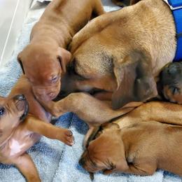 Rhodesian Ridgeback Puppies from Willowist Rhodesian Ridgebacks