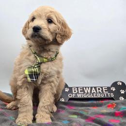 Hamilton - Apricot male Goldendoodle puppy in Neillsville, Wisconsin from Granton Creek