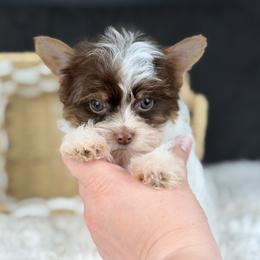 Coby - Chocolate, tan and white male Yorkshire Terrier puppy in Liberty, Texas from Tiny Yorkshire pups