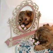 Mi-Ki Puppies from Orlando Mi-Kis