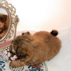 Mi-Ki Puppies from Orlando Mi-Kis