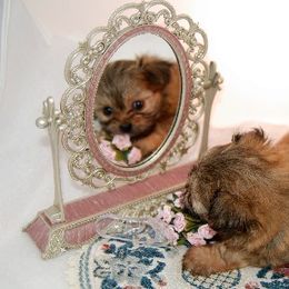 Mi-Ki Puppies from Orlando Mi-Kis