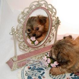 Mi-Ki Puppies from Orlando Mi-Kis