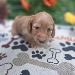 Tramp - Cream male Dachshund puppy in Grant, Michigan from Low Down Dashchuand