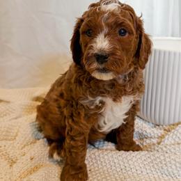 Orange collar boy - Red  male Goldendoodle puppy in Newcastle, Oklahoma from Ritzy Creek Doodles