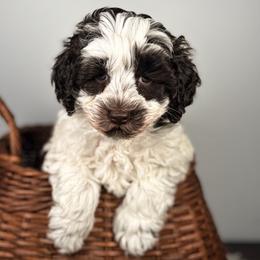 Tinkerbell - Chocolate female Australian Labradoodle puppy in Decatur, Alabama from Southern Meadows Doodles