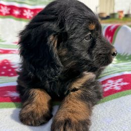Crystal - female Aussiedoodle puppy in Grove, Oklahoma from Dollface Aussies