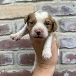 Blenheim Boy - Blenheim male Cavapoo puppy in Redding, California from Lipscomb Doodles