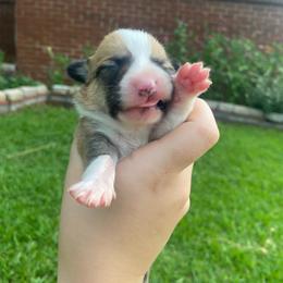 Female 4 - Sable female Pembroke Welsh Corgi puppy in Hueytown, Alabama from AAA Corgis
