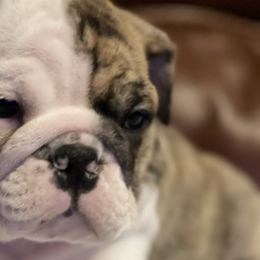 Bulldogs from Eugene's English Bulldogs