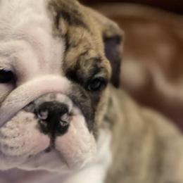 Bulldogs from Eugene's English Bulldogs