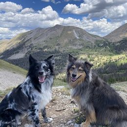 Australian Shepherd All Grown Up from Supernatural Aussies