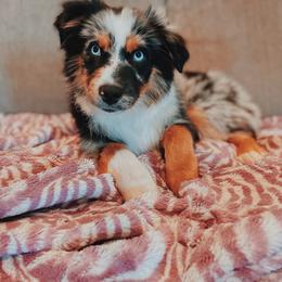 Miniature Australian Shepherd and Toy Australian Shepherd Puppies from Mesquite Tree Aussies