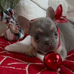 Wilbur - Liver French Bulldog puppy in San Francisco, California from Bossalini French Bulldogs