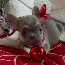 Wilbur - Liver French Bulldog puppy in San Francisco, California from Bossalini French Bulldogs