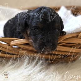 Tundra - Mr. Orange - Phantom male Bernedoodle puppy in Tomball, Texas from Wynterwood Doodles