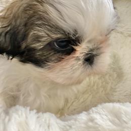 Shih Tzu Puppies from Willow Lane Shih Tzus