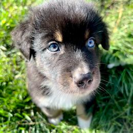 Hazel - Black tri-color female Australian Shepherd puppy in Marshfield, Vermont from Discovery Hill Australian Shepherds