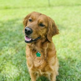 Maizey - Golden Retriever