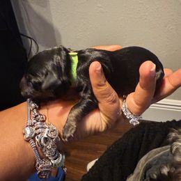 Yorkipoo Puppies from Racquel Smith