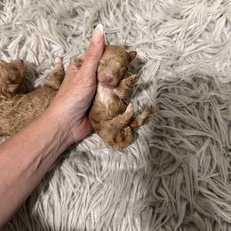 Amber - Apricot female Poodle puppy in Poplarville, Mississippi from Southern Belle Poodles
