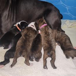 Boxer Puppies from BUTTERFLYS BOXERS
