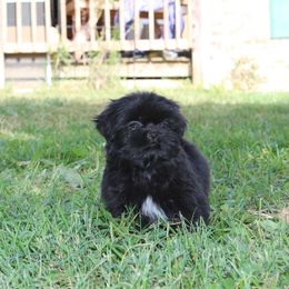 Black girl - Black female Shih Tzu puppy in Newark, Ohio from Gemini Kennels