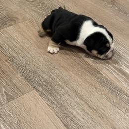 Bulldog Puppies from Bulldog's 4 Brothers