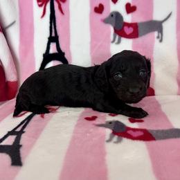 Miss Green Collar - Black female Dachshund puppy in Willow Springs, Missouri from Krazy Acre Farm