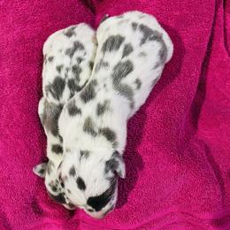 Great Dane Puppies from Texas Devine Danes