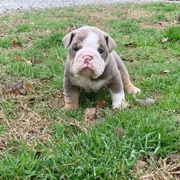 English Bulldog Puppies from Thompson Pack