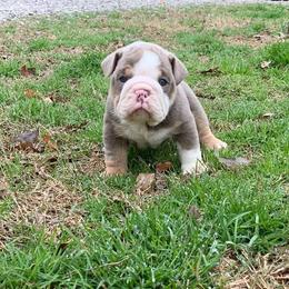 English Bulldog Puppies from Thompson Pack