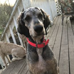 CLARA - Poodle