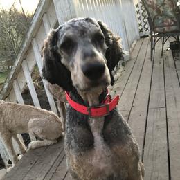 CLARA - Poodle