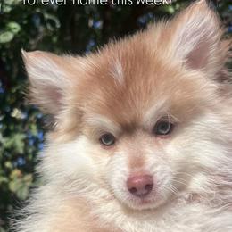 Simon - Red and white male Pomsky puppy in San Jacinto, California from LittleLoyalz