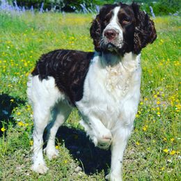 Gus - English Springer Spaniel