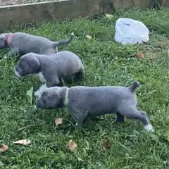 Mountain Cur Puppies from Walnut Ridge Mountain Curs