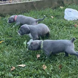 Mountain Cur Puppies from Walnut Ridge Mountain Curs