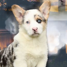 American Corgis and Pembroke Welsh Corgis from Sunshine Corgies
