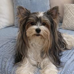 Pandora - Biewer Terrier