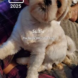 Saltie - White Shih Tzu puppy in North Houston/Spring, Texas from The Neely OO's Shih Tzus