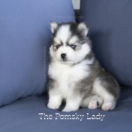 John Wick - Black and white male Pomsky puppy in Princeton, Texas from Pomsky Lady